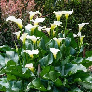 Hybrid Calla Lily Aethiopica