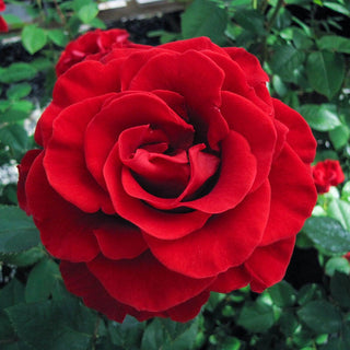 Firefighter Hybrid Tea Rose