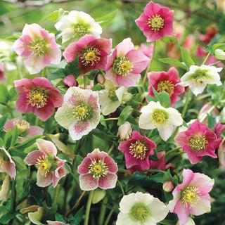 Mixed Hellebores Orientalis Mix