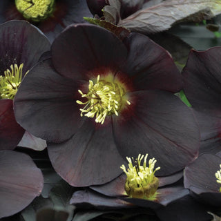 New York Night Hellebore