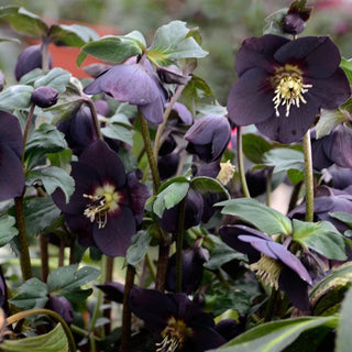 New York Night Hellebore