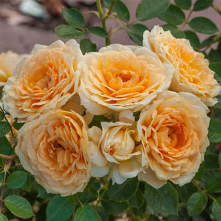 Ediths Darling Shrub Rose