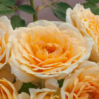 Ediths Darling Shrub Rose