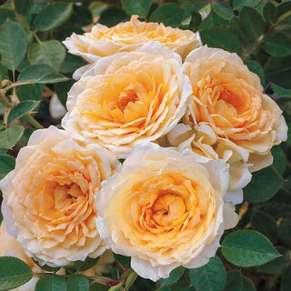 Ediths Darling Shrub Rose