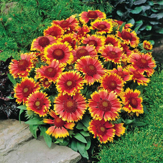 Arizona Sun Gaillardia