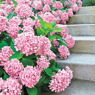 Forever Pink Hydrangea