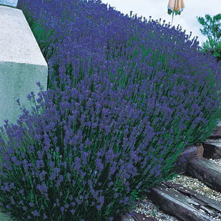 Munstead English Lavender