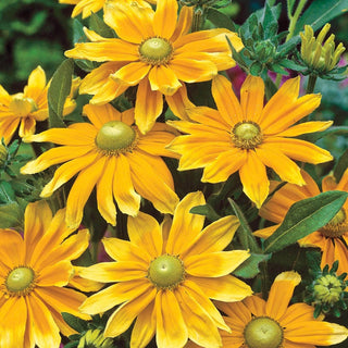 Prairie Sun Rudbeckia