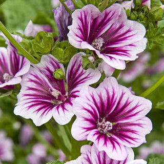 Malva Zebrina