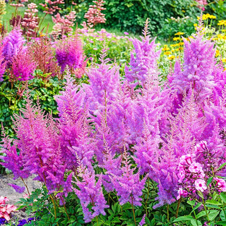 Nemo Astilbe