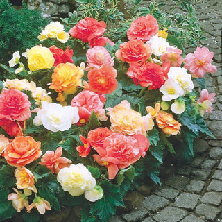 Non Stop Pastel Begonia Mixture