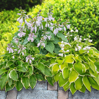 Fragrant Hosta Collection