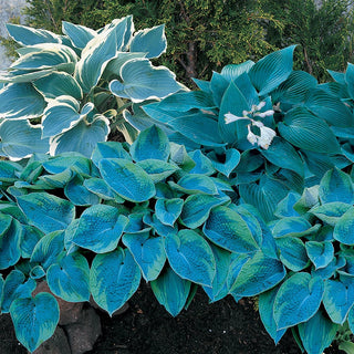 Blue Streak Hosta Mixture