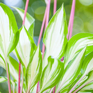 Cherry Berry Hosta