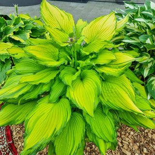 First Dance Hosta