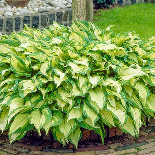 Fortunei Albopicta Hosta