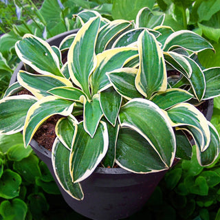 Funny Mouse Mini Hosta