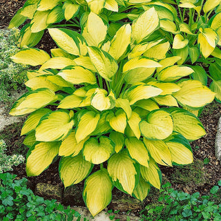 Gold Hosta Standard