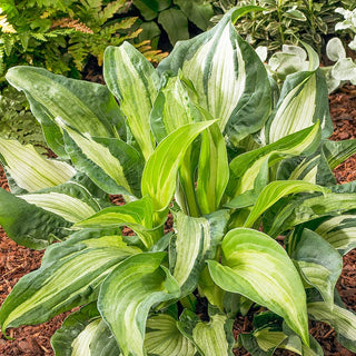 Guardian Angel Hosta