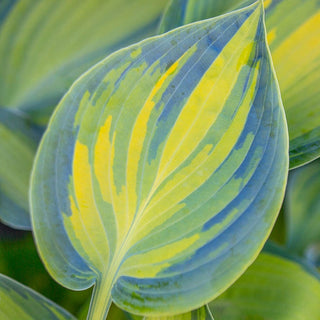 June Hosta