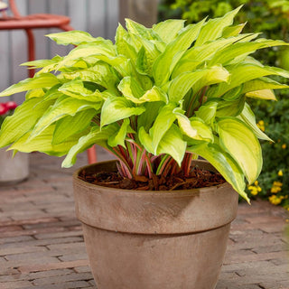 Lipstick Kiss Hosta