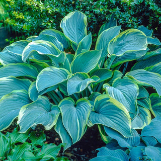 Regal Splendor Hosta