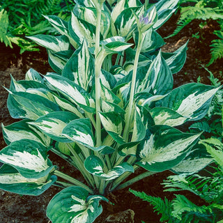 Revolution Hosta