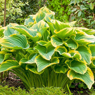 Sagae Hosta