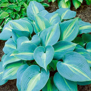 Touch Of Class Hosta