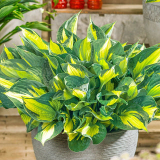 Whirlwind Hosta