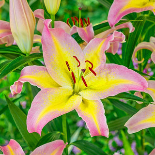 Hocus Pocus Lily