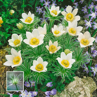 White Pasque Flower