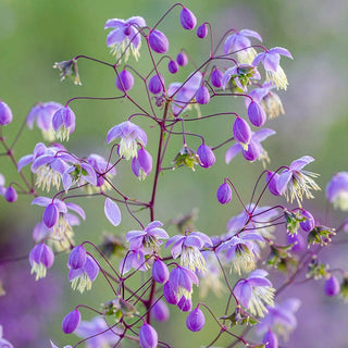 Chinese Meadow Rue