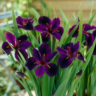 Louisiana Iris Black Gamecock