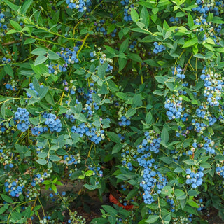 Semi Dwarf Northland Blueberry