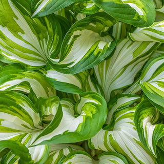 Univittata Hosta