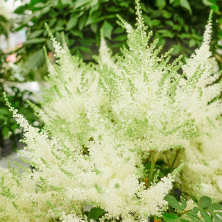 Ivory Pearls Astilbe