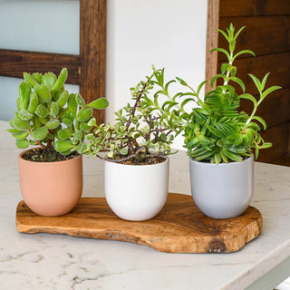 Succulent Planter Trio