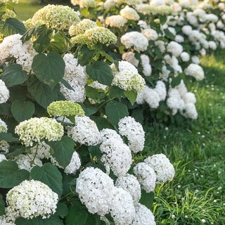 Annabelle Hydrangea