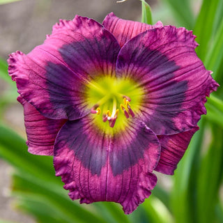 Kansas Kitten Reblooming Daylily