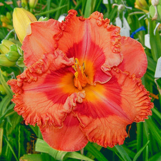 Memorial Day Reblooming Daylily