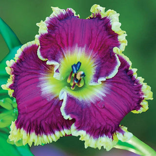 Daylily Mulberry Freeze