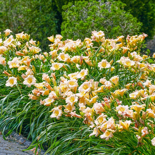 Mini Pearl Reblooming Dwarf Daylily