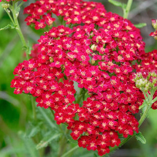 Red Yarrow Velvet