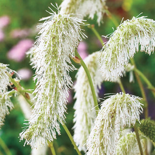 White Bottlebrush Japanese