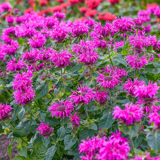 Bee Balm Free Bee