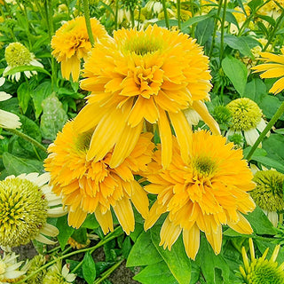 Lemon Drop Coneflower