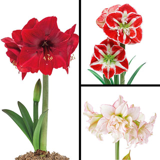 Brilliant Amaryllis Collection