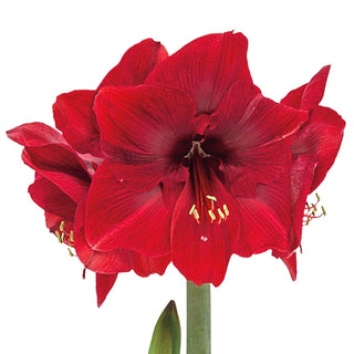 Miracle Amaryllis Bulb