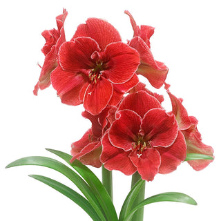 Amaryllis Magical Touch